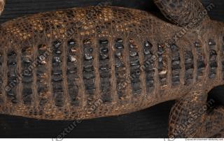 crocodil skin 0011